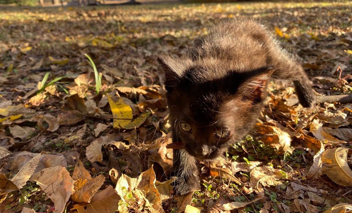 Feeding families in need includes feeding the furry members of the family also, and some Texoma organizations are doing just that