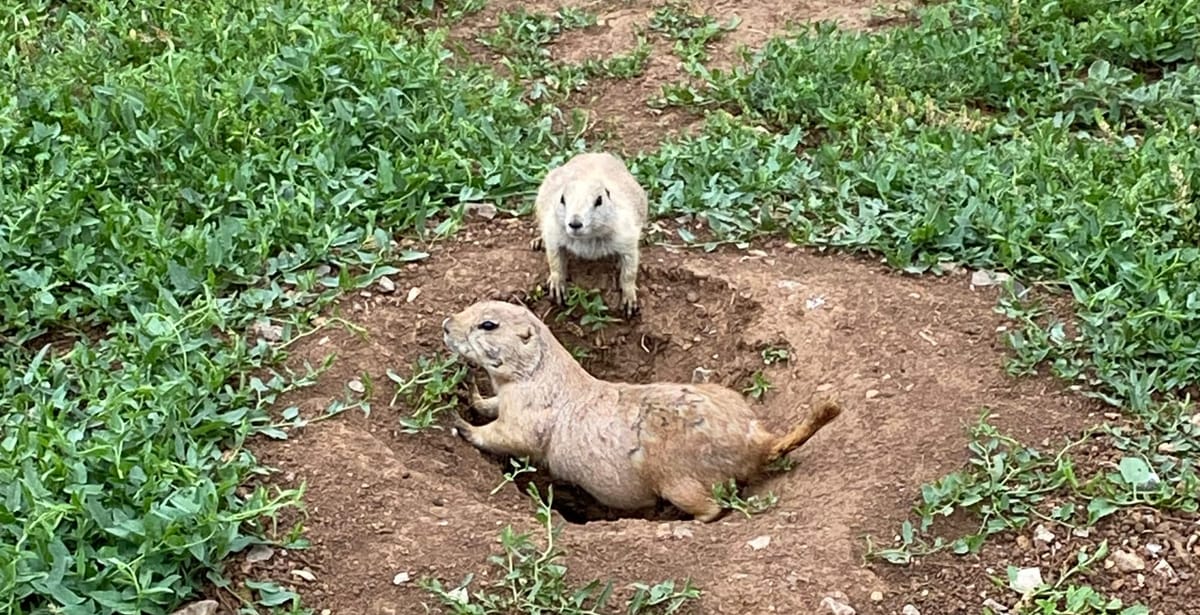 Residents claim City of Lawton’s campground upgrades downgrade local environment