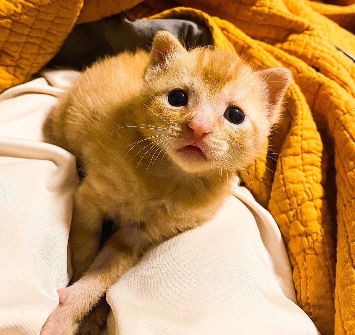 Stephens County Humane Society obtains Mighty Cat Partner status to help address stray kitten crisis