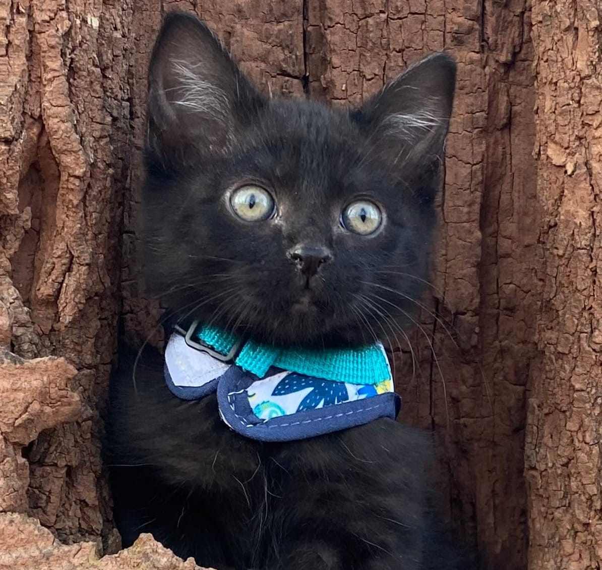 Texoma Tails - December 2025