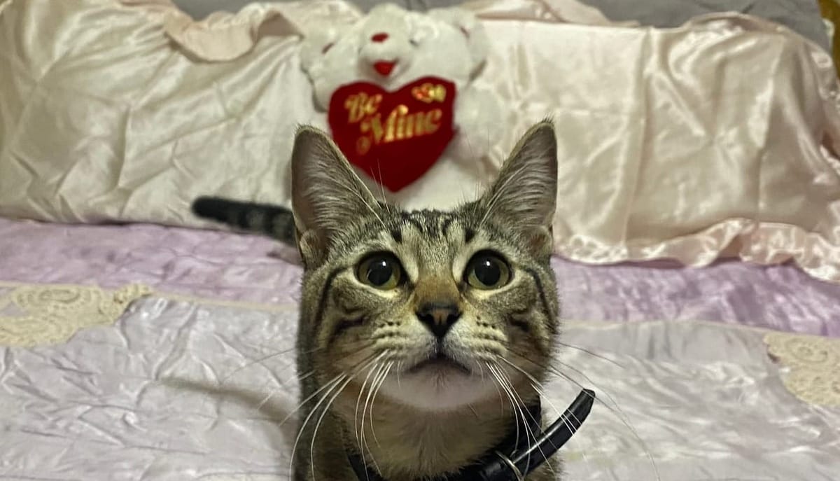 Texoma Tails - February 2026