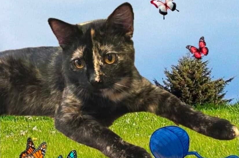 March 2026 Texoma Tails