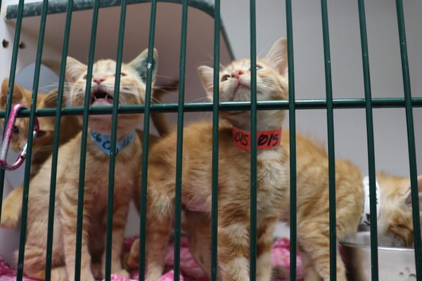 How a lack of pet resources in rural Texoma communities contributes to the stray crisis