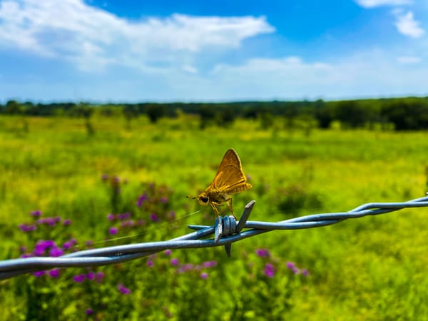 How an economy that caters to convenience impacts ways farmers in Southwest Oklahoma handle pests and weeds