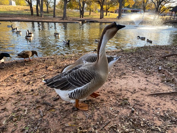 Rural communities responses to wildlife infiltration: a reflection of small town resources and community effort