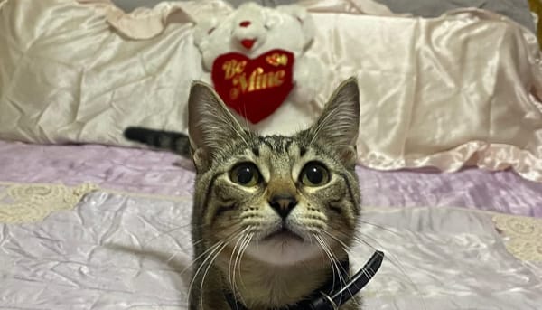 Texoma Tails - February 2026